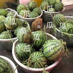 娱乐吃瓜酱山东哪里的